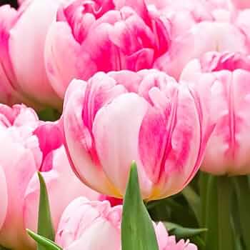 Amazon.co.jp: チューリップ フォックストロット FOXTROT 八重咲き5球