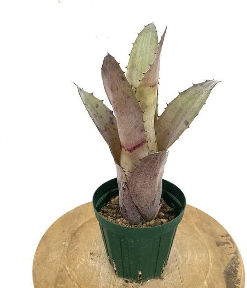 Amazon.co.jp: (現品) ホヘンベルギア レオポルドホルスティ (No.62213