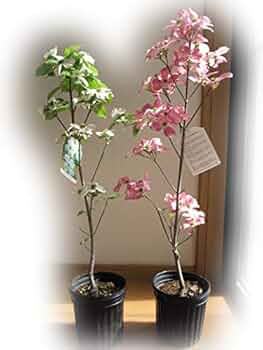 41QeQU2RzxL._AC_UF350,