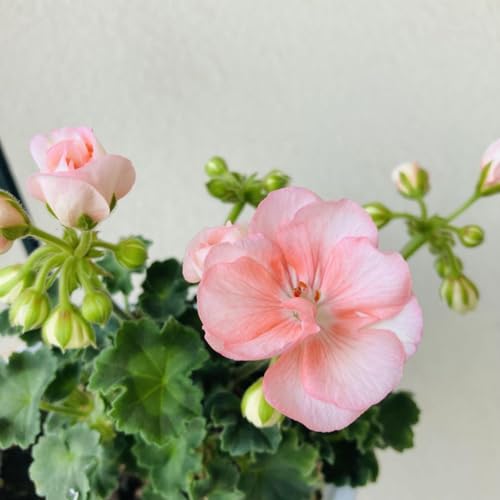 海外人気品種メガミゼラニウム苗 ゼラニウムの苗｜庭でガーデニングを