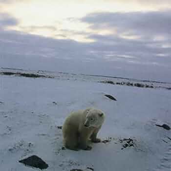 Amazon.co.jp: COVERS&MELLOW TUNES: ミュージック