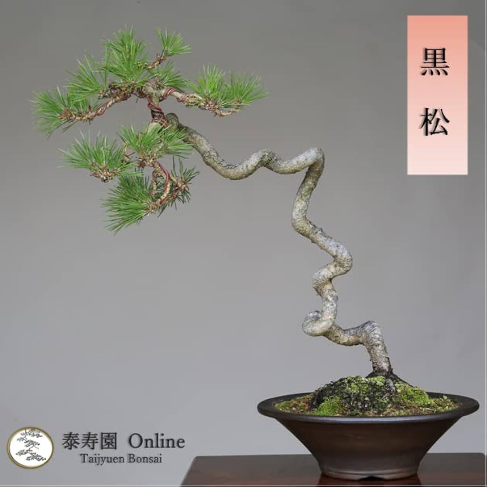 Amazon.co.jp: 黒松 文人木 盆栽【泰寿園 Online】 : DIY・工具・ガーデン