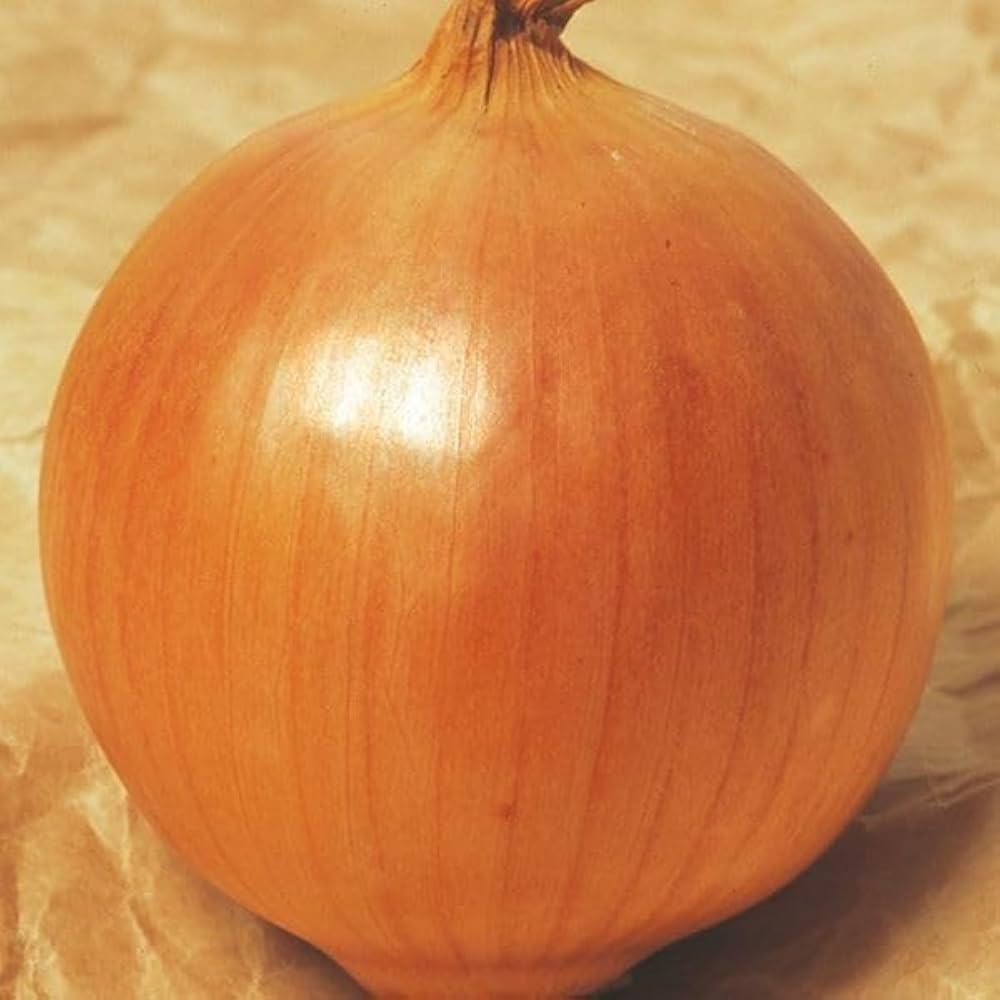 Amazon.co.jp: 玉ねぎ苗（晩生）F1もみじ3号 100本 / 国華園 25年秋