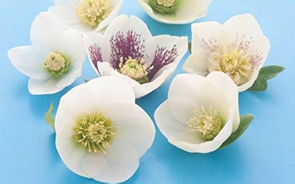 Amazon | クリスマスローズ 一重咲きホワイト系シングル 9cmポット苗