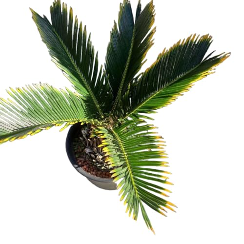 金環 ソテツ」の人気商品一覧 | 安い商品を通販サイトから探す - 価格.com