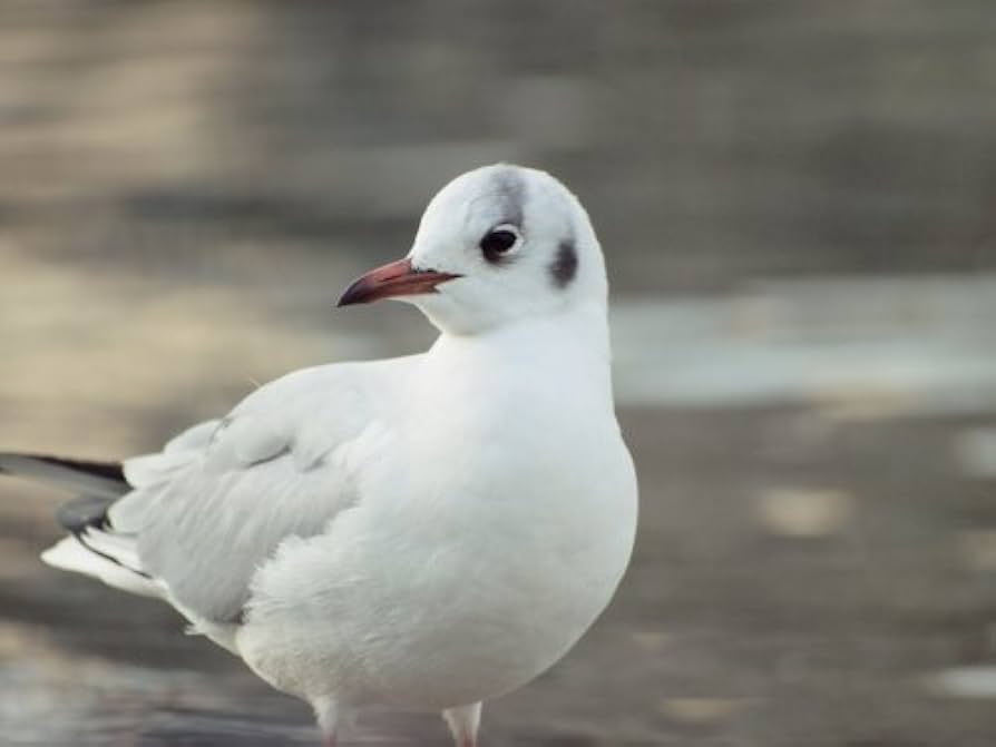 Amazon.com : OM SYSTEM OLYMPUS Zuiko 70-300mm f/4.0-5.6 ED Lens