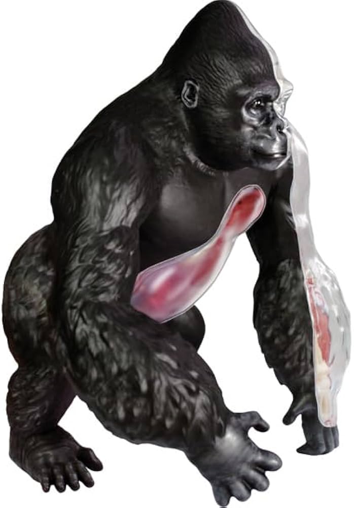 Amazon.co.jp: 4Dビジョン ゴリラ 解剖モデル 4D VISION 622012