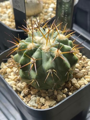 黒王丸」の人気商品一覧 | 安い商品を通販サイトから探す - 価格.com