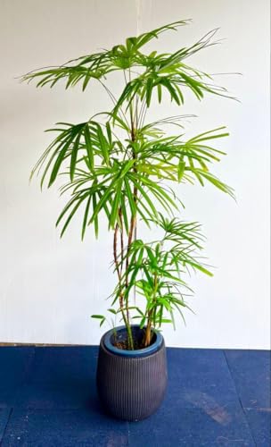 観葉植物 シュロチク」の人気商品一覧 | 安い商品を通販サイトから探す