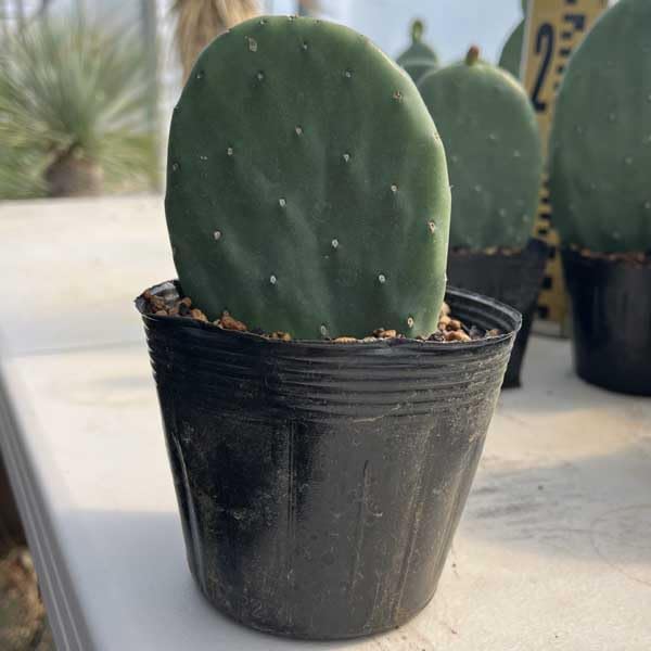 Amazon｜ウチワサボテン バーバンク サボテン ドライガーデン｜観葉