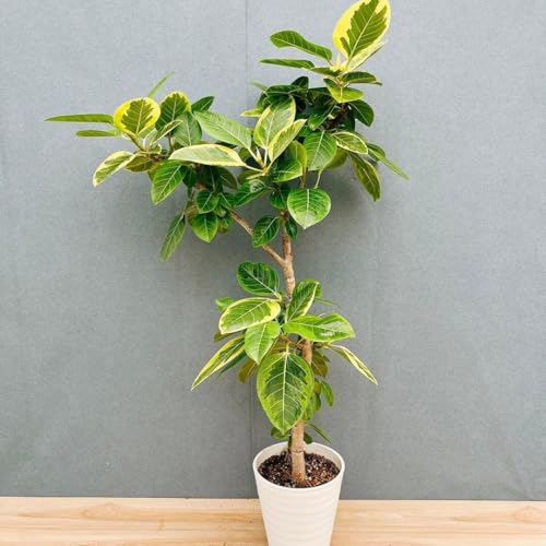 アルテシマ 曲がり」の人気商品一覧 | 安い商品を通販サイトから探す