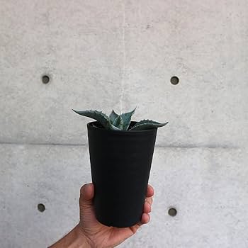Amazon.co.jp: アガベ・オバティフォリア 3.5号鉢【品種で選べる多肉