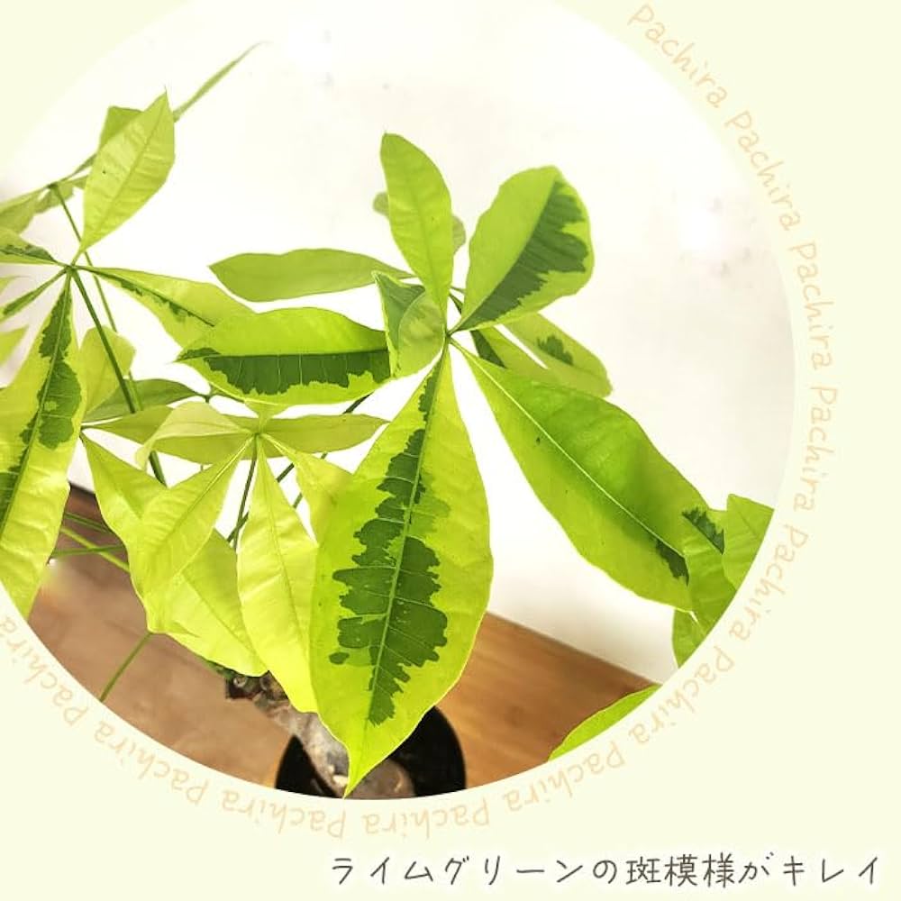 Amazon｜観葉植物 斑入りパキラ ムーンライト 6号鉢 パキラ 観葉植物