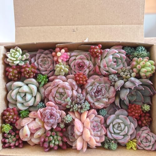 多肉植物 寄せ植え セット」の人気商品一覧 | 安い商品を通販サイト