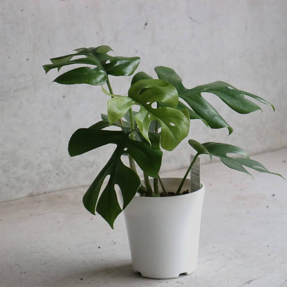 Amazon｜ヒメモンステラ(姫モンステラ) 4号鉢【品種で選べる観葉植物