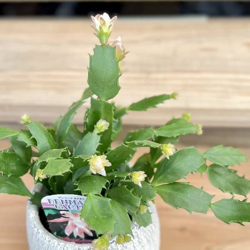Amazon｜おしゃれ 観葉植物：デンマークカクタス コンペイトウ 鉢植え
