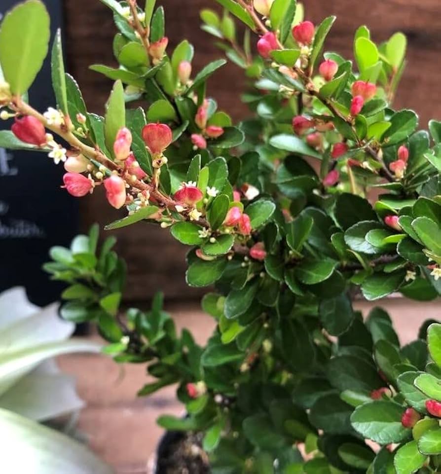 Amazon.co.jp: ハリツルマサキ ハートのなる木 ハートツリー 毎年