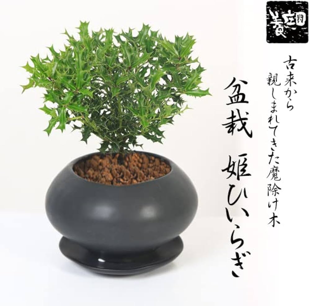 Amazon.co.jp: 遊恵盆栽：姫柊(ヒメヒイラギ) *＜モダン鉢 受け皿付き