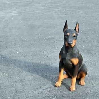 516RsqidrPL._AC_UF350,