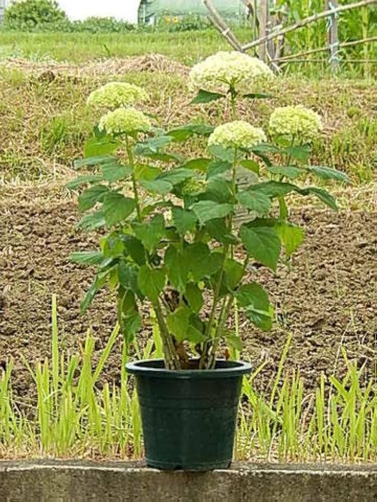 Amazon.co.jp: 6号サイズ1鉢母の日鉢花 アナベル苗 紫陽花アナベル 花