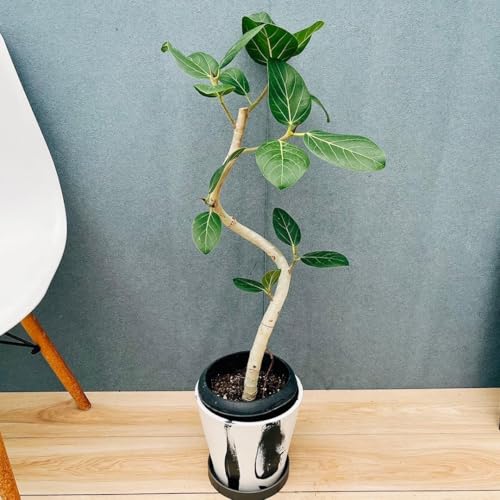 観葉植物 フィカス・アルテシマ」の人気商品一覧 | 安い商品を通販