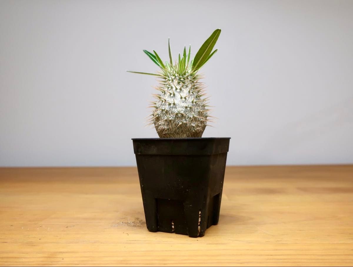 Amazon｜パキポディウム グラキリス 実生3年 丸型 細葉②｜観葉植物