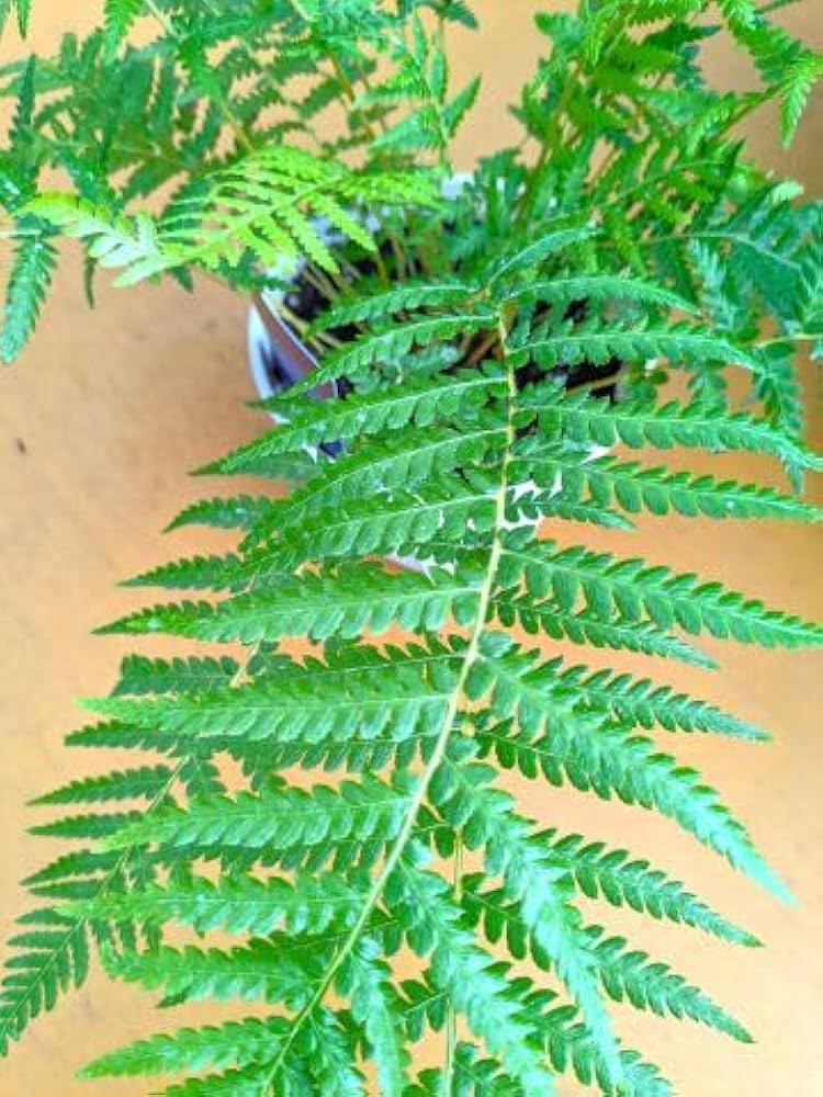 Amazon｜ディクソニア アンタルクティカ 5号 木性シダ植物｜観葉植物