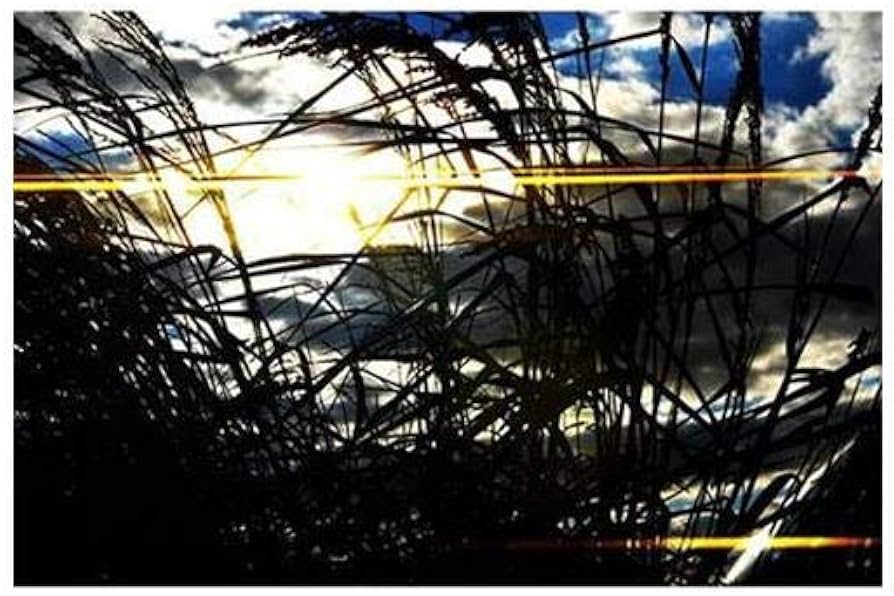 Amazon.co.jp: Schneider Optics 4 X 5.65インチニュートラル密度1.2