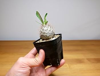 Amazon｜パキポディウム グラキリス 実生3年 丸型 細葉① 塊根植物