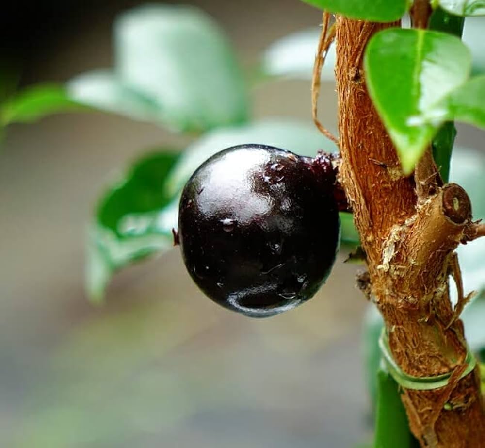 Amazon.co.jp: 四季成り ジャボチカバ 実生 ポット苗 沖縄県産 : DIY