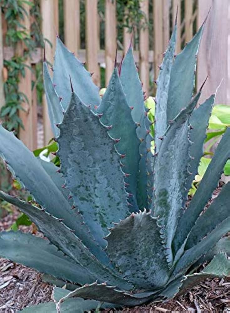 Amazon｜【多肉植物/種子】Agave Wocomahiアガベ・ワコマヒー