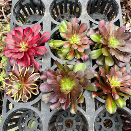 観葉植物 アエオニウム」の人気商品一覧 | 安い商品を通販サイトから