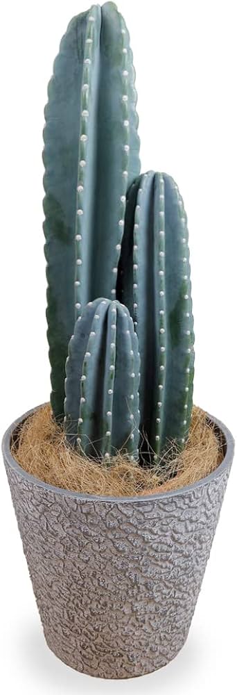Amazon｜観葉植物 柱サボテン8号 鉢カバー付き（ストーンテクスチャー