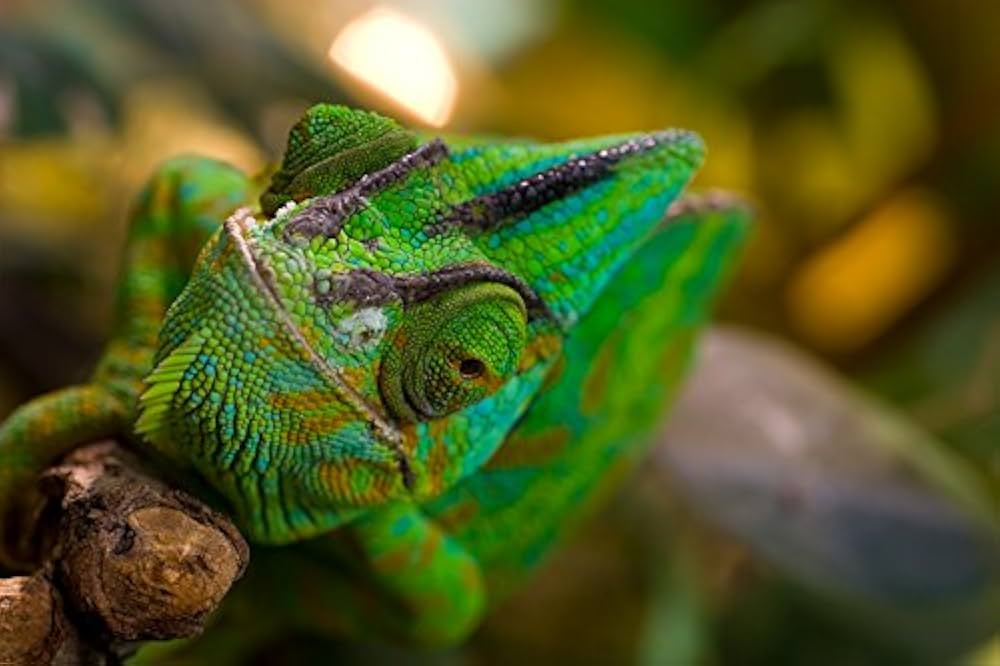 Amazon.co.jp: Tamron SP AF 90mm F/2.8 Di MACRO 1:1 SLR Macro lens