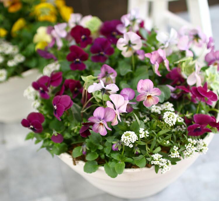 Amazon.co.jp: ビオラの寄せ植え[ローズリバー(プランターver] 鉢