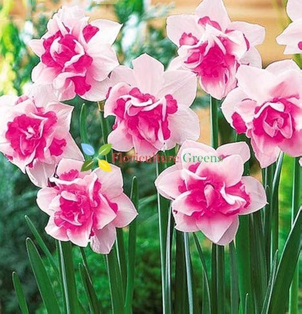 Floriculture Greens Winter Flower Bulbs Daffodil Aromatic Hybrid