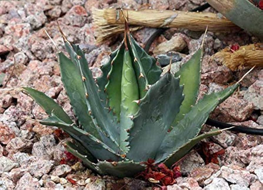 Amazon｜【多肉植物/種子】Agave Wocomahiアガベ・ワコマヒー