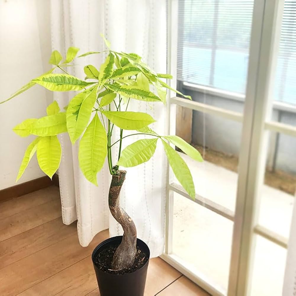 Amazon｜観葉植物 斑入りパキラ ムーンライト 6号鉢 パキラ 観葉植物