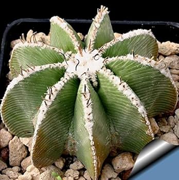 Amazon | 【種子】Aztekium Hintonii アズテキウム・ヒントニー◎1990