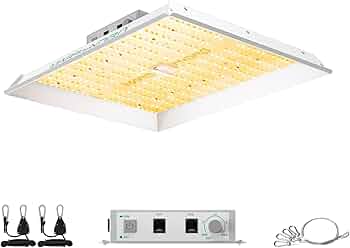 511TErN9PcL._AC_UF350,