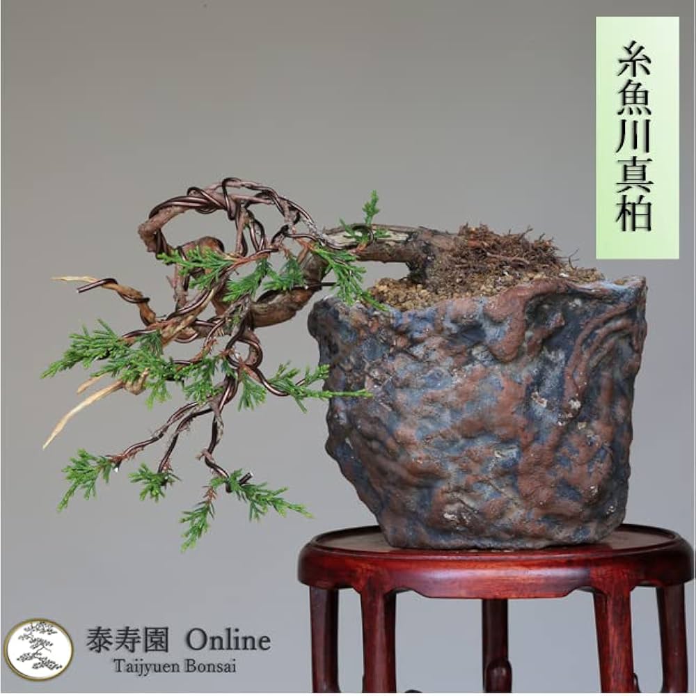 Amazon.co.jp: 糸魚川真柏 懸崖づくり 小品盆栽 【泰寿園 Online