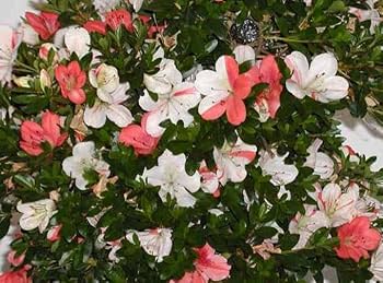 511yKYYazxL._AC_UF350,