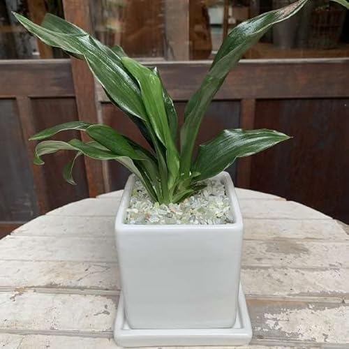 観葉植物 万年青」の人気商品一覧 | 安い商品を通販サイトから探す