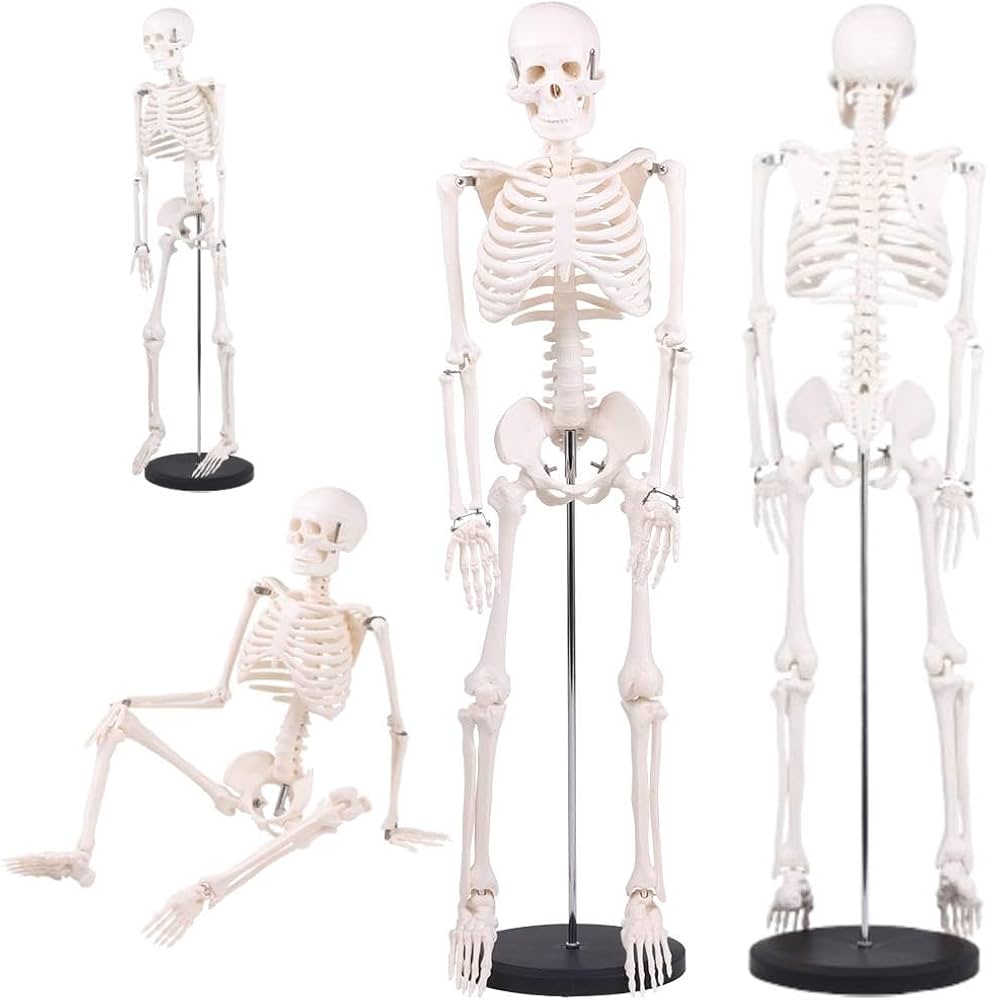 Amazon.co.jp: Bonarca 人体模型 骨 【1/2サイズ：85cm】 全身 骸骨