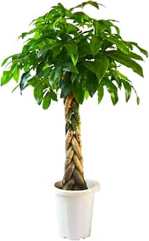 512giEuXe4L._AC_UF350,