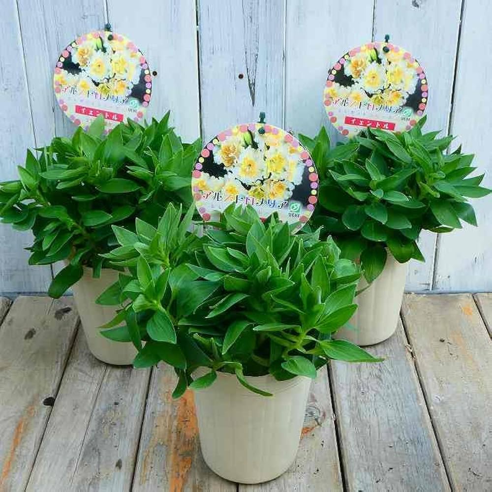 Amazon.co.jp: アルストロメリア 苗 イェントル フリンジ咲き 3.5号