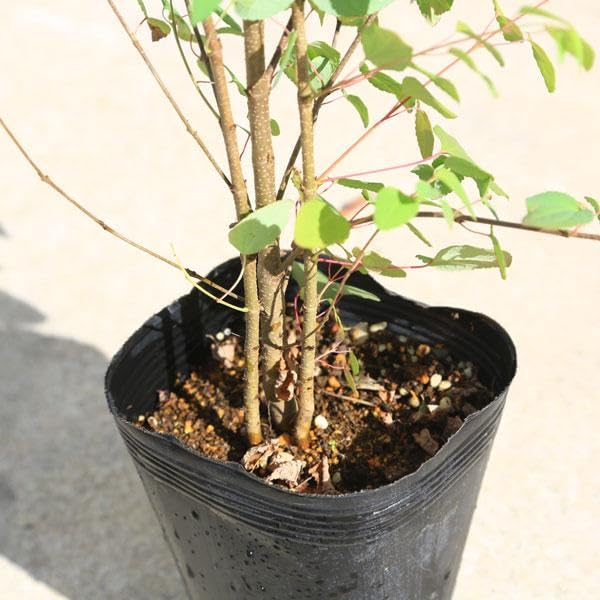 Amazon.co.jp: お手頃価格で新登場！ 庭木：桂の木（カツラの木） 寄せ