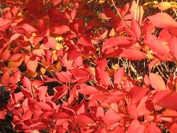 Amazon.co.jp: ドウダンツツジ 白花 9号ポット 樹高1.4m前後(鉢底から