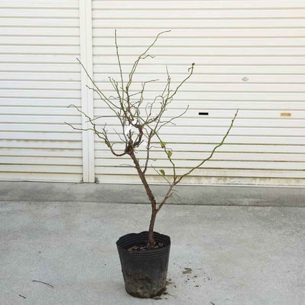 Amazon.co.jp: 庭木：雲竜梅（うんりゅうばい）（白梅）* 樹高：約
