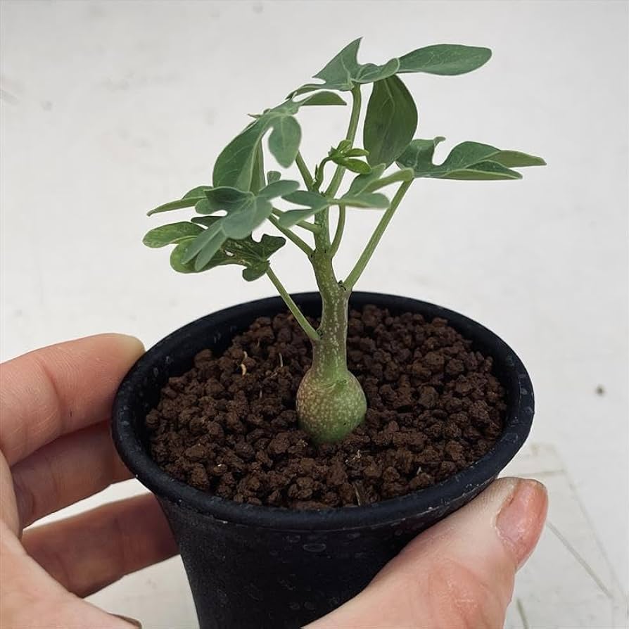 Amazon｜多肉植物：アデニア グラウカ*☆赤松実生｜観葉植物